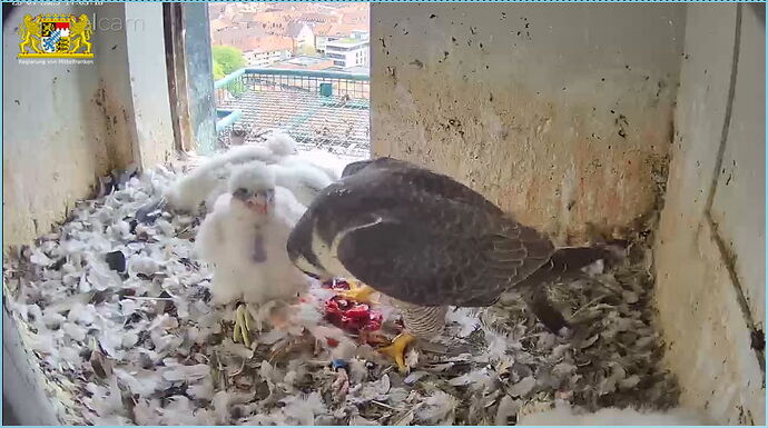 Snap_2023.04.26_14h03m41s_035_