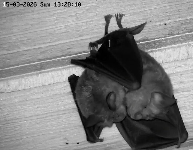 2026-03-15_2 Kugelauflösung