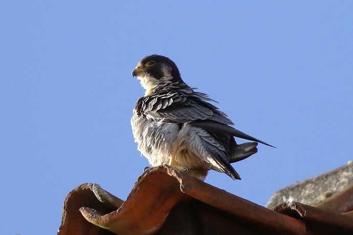 Falco abends 1a