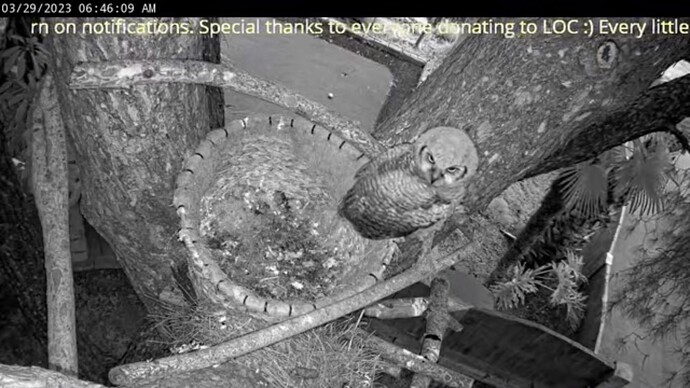 GHO_230329_Owlets_last_view