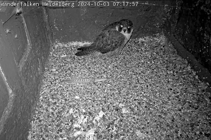 Screenshot_20241003-071729_DuckDuckGo