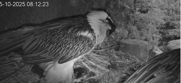 Besuch im Horst 15.10.25