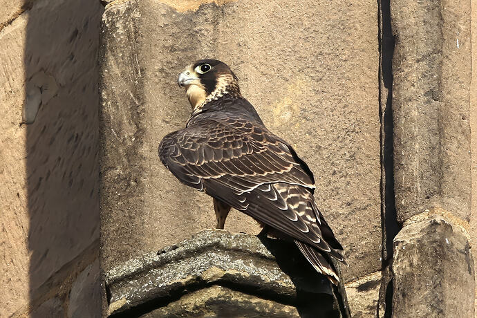 Jungfalke 2a
