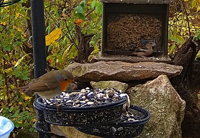 Kernbeißer mit Robin 13.11.24