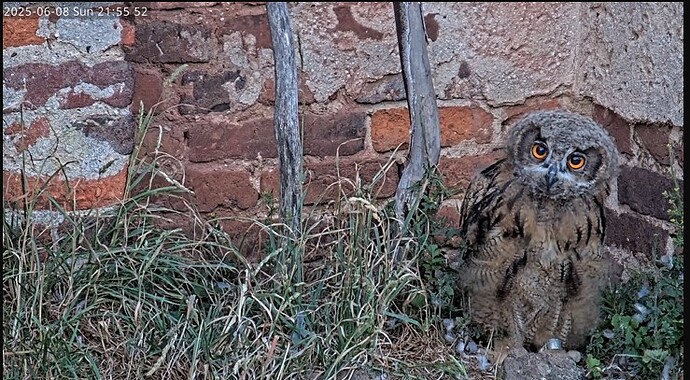 Screenshot 2025-06-08 215130