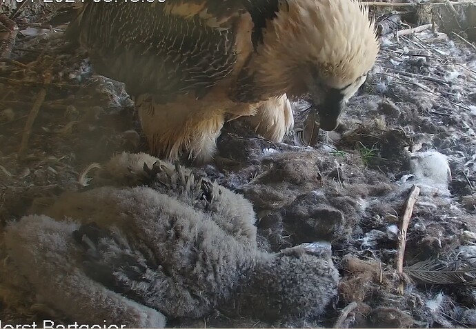 Die Flügelfedern wachsen enorm 14.04.24