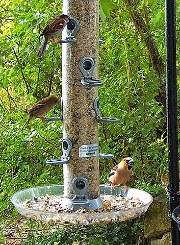 Kernbeisser und 2 Spatzen 15.06.24