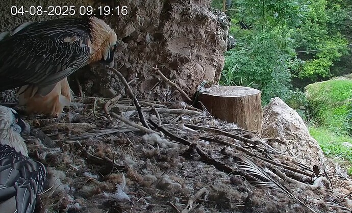 Mascha mit Stock 04.08.25