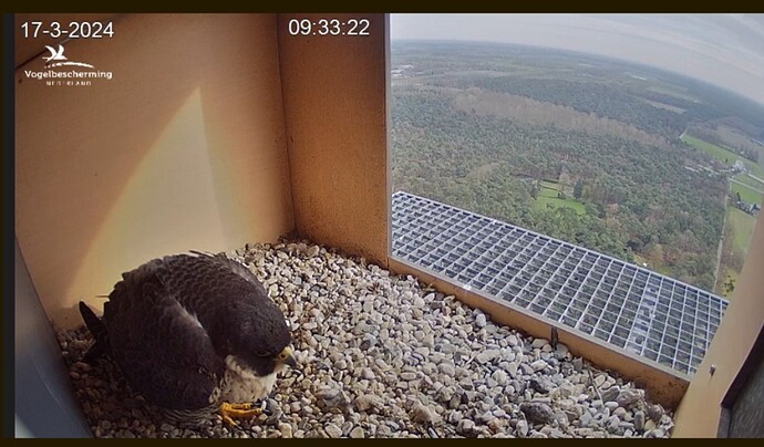 Screenshot_20240317_093408_Samsung Internet