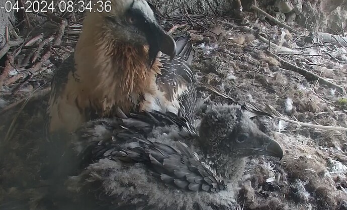 Ausruhen in trauter Zweisamkeit 25.04.24