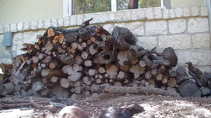 txb_230519_squirrels_