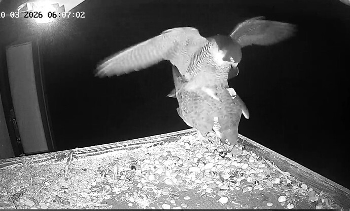 Screenshot_2026-03-10-06-06-28-632_com.android.chrome