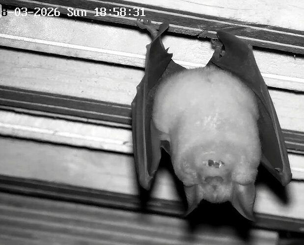 2026-03-08_3 ab 19.00 Hufi nach der Jagd 1