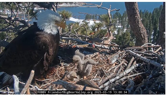 Screenshot 2025-03-19 211354