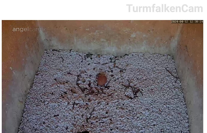 Screenshot_20240412-123847~2