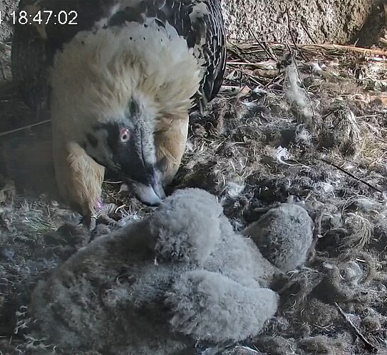 Screenshot_2024-04-02-18-47-18-941_com.android.chrome