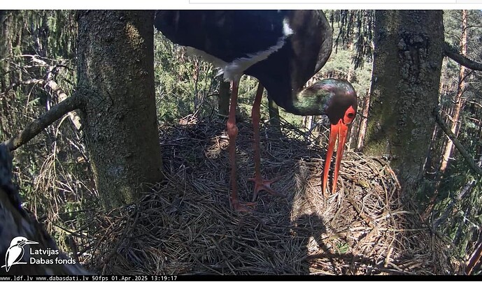 Screenshot 2025-04-01 122029