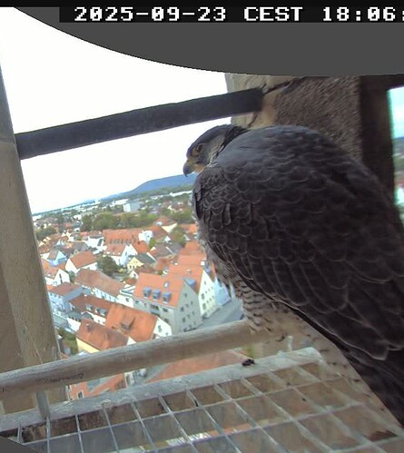 Screenshot_2025-09-23-18-06-10-558_com.android.chrome