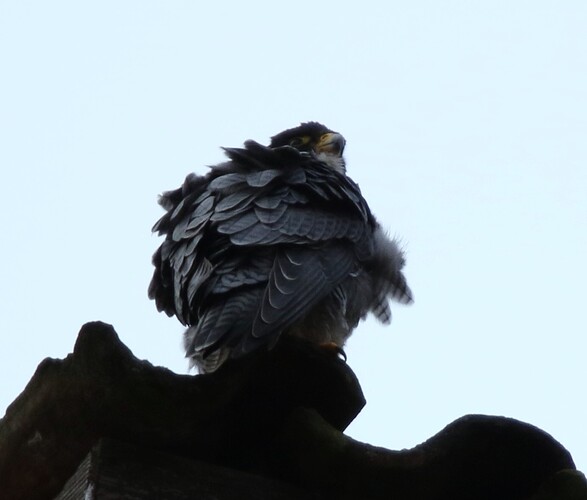 Falco aufgeplustert