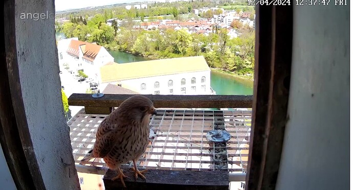 Screenshot_20240412-123809~2