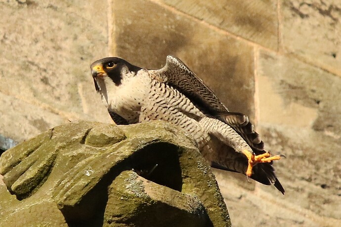 Falco Sonntagabend 1