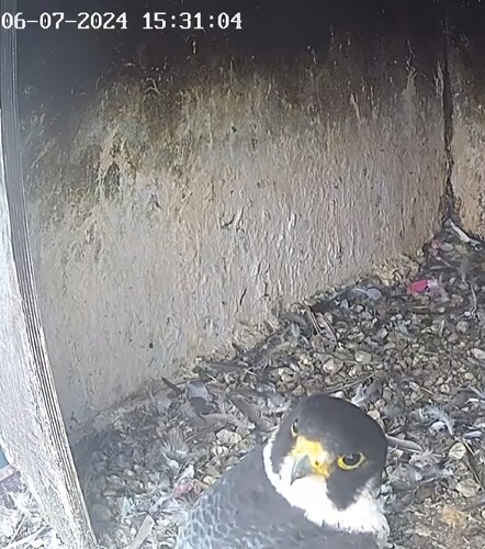 Screenshot_20240706_162716_Chrome