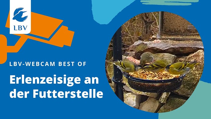 Erleinzeisigeinflug und Fütterung