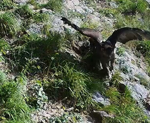 G. eilt Abhang runter 15.06.25