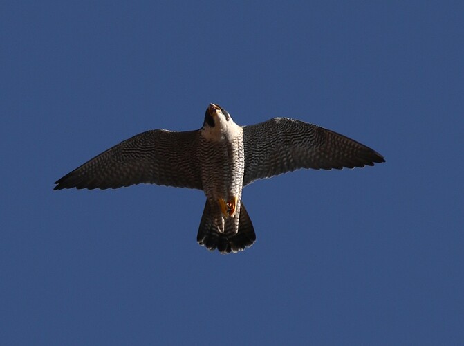 Falco Spähflug 3