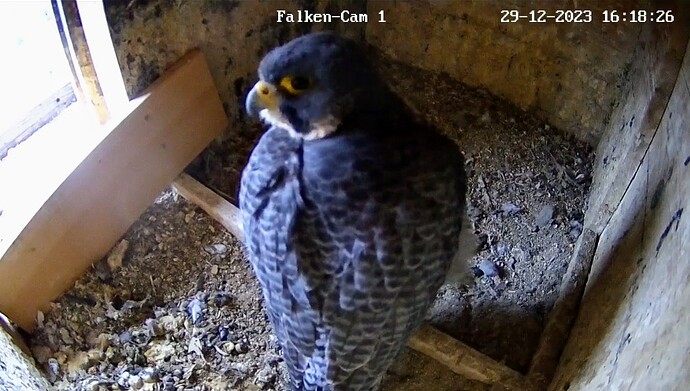 Screenshot_2023-12-29-16-18-47-480_com.android.chrome