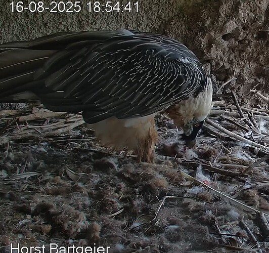 Screenshot_2025-08-16-18-55-47-701_com.android.chrome