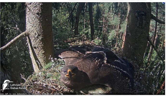 Screenshot 2024-08-05 194159