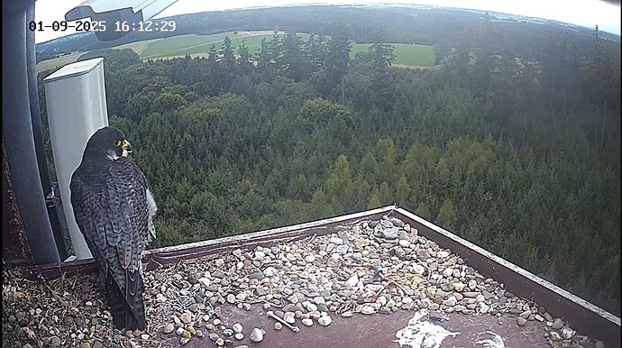 Screenshot_20250901-161244_Chrome