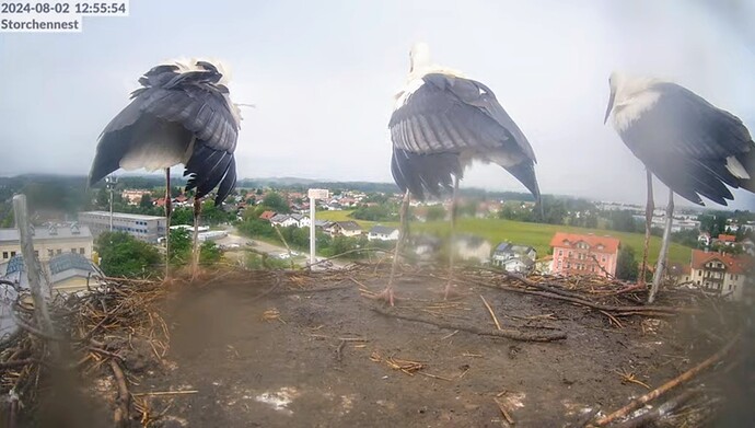 Screenshot_2024-08-02-14-37-04-055_com.google.android.youtube