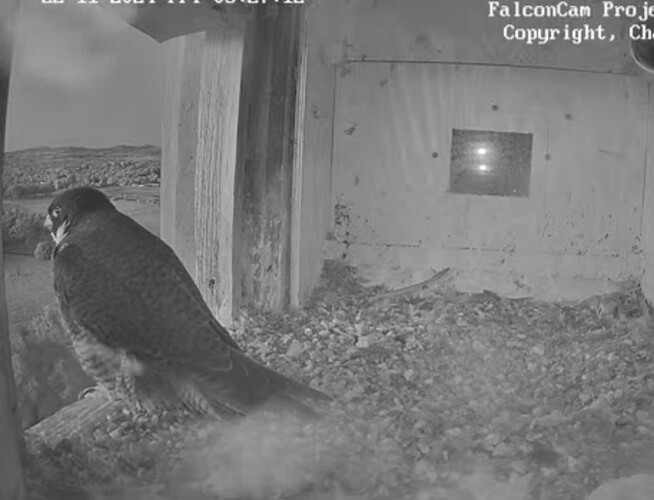 Screenshot_20241121_192731_Chrome