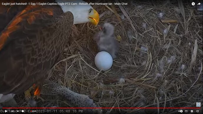 CACC_230111_feed