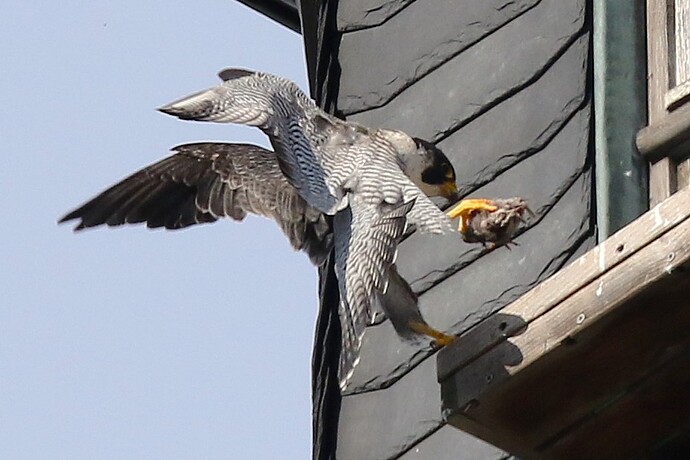 Falco 2