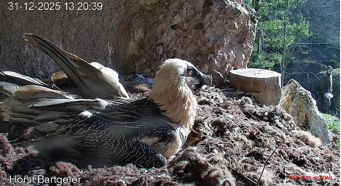 Beobachten 31.12. 25