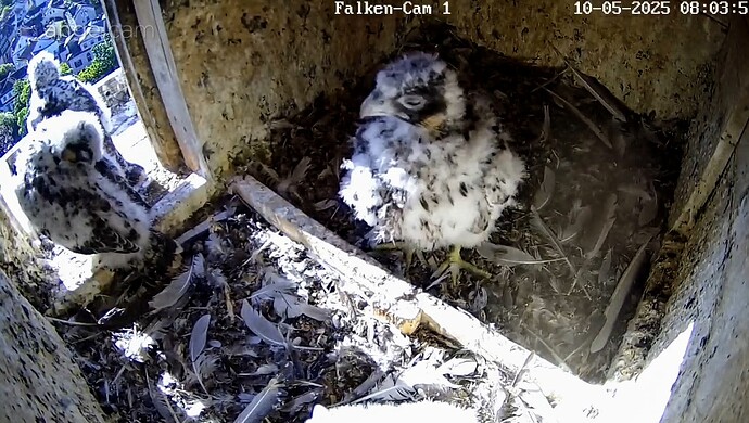 Screenshot_2025-05-10-08-04-23-659_com.android.chrome