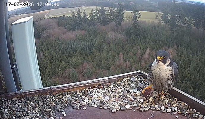 Screenshot_20260217_170015_Chrome