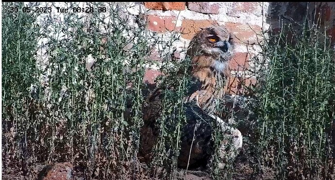 Screenshot_20230530_082903_Samsung Internet