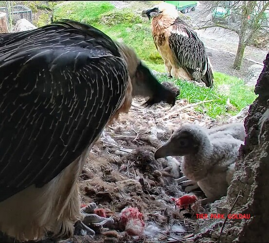 Screenshot_2025-03-31-11-26-10-573_com.android.chrome