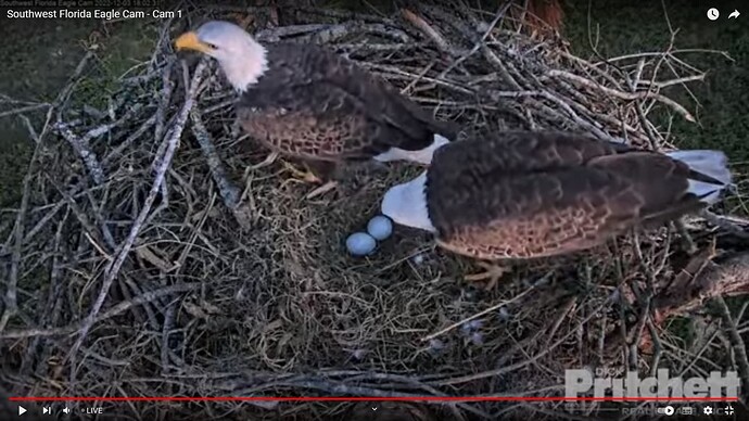 swfl_221203_H_M_2_egg_changeover