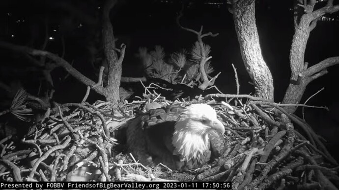 bbca_230111_Jackie_incub