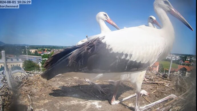 Screenshot_2024-08-01-13-02-19-766_com.google.android.youtube