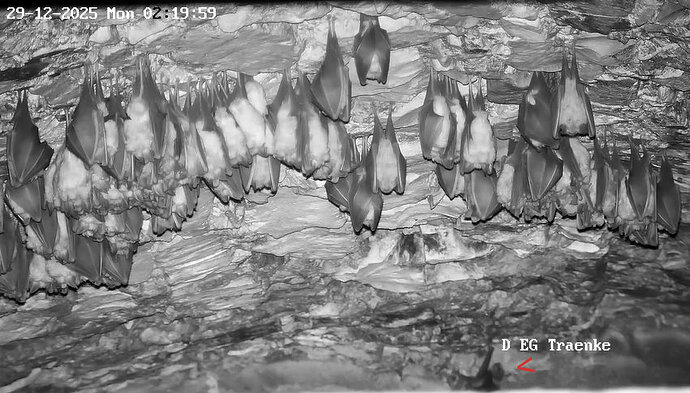 2025-12-29 ab 01.00_44 Glattnase krabbelt