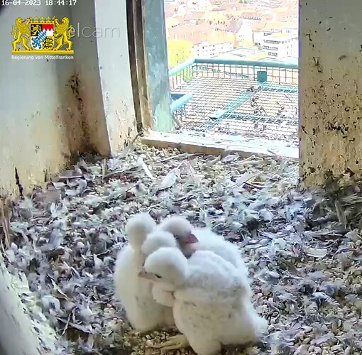 Screenshot_20230416-184439~2