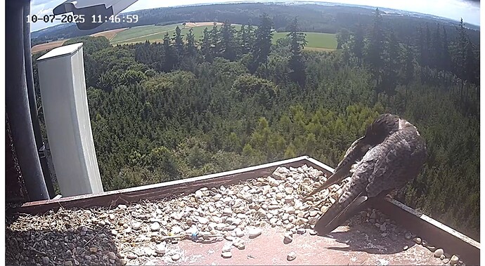 Capture+_2025-07-10-11-47-07(1)