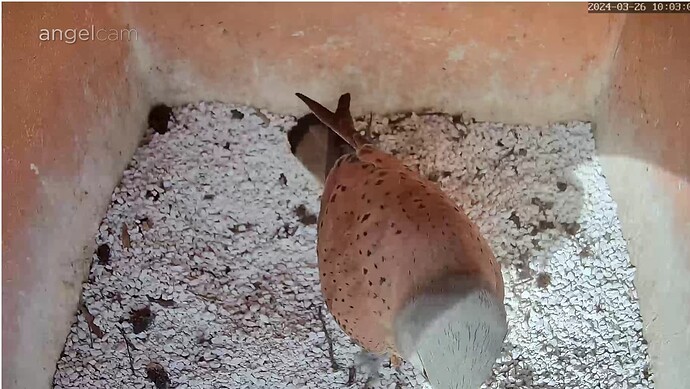 Screenshot_20240326-090329~2