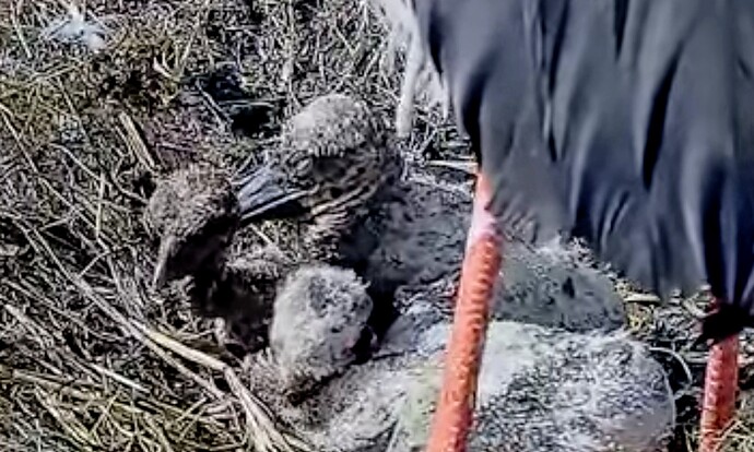 Screenshot_2025-06-10-09-31-30-039_com.google.android.youtube